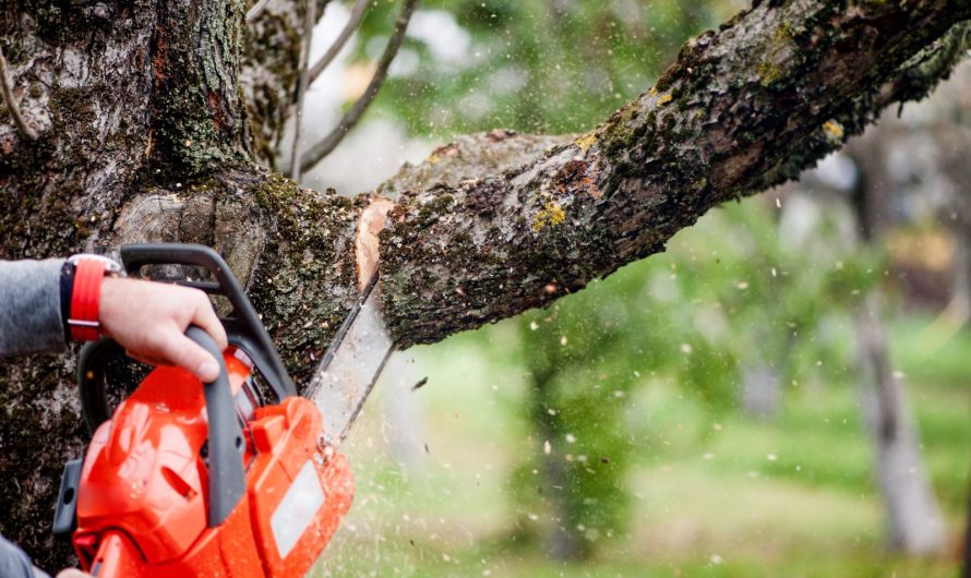 Principales erreurs à éviter pendant l’élagage de ses arbres