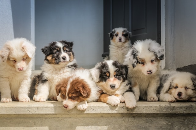 Comment bien accueillir un chiot à la maison ?