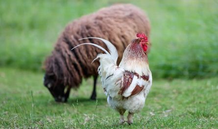 Aménager une Ferme Idéale pour vos Animaux