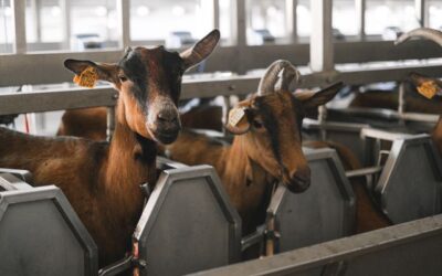 Élevage durable : les clés pour assurer la santé et le bien-être des animaux