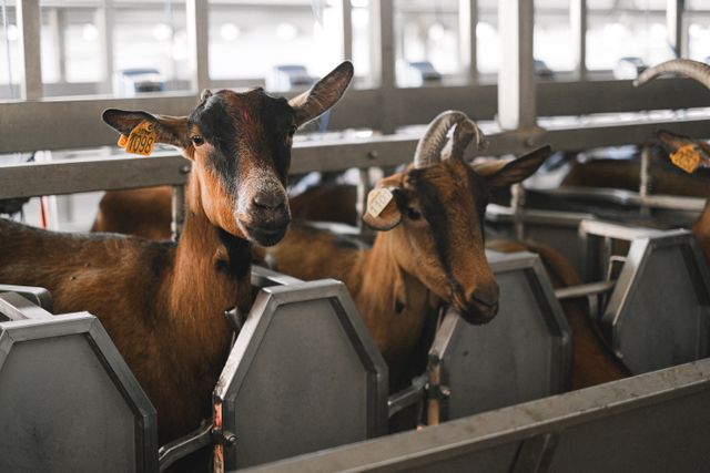 Élevage durable : les clés pour assurer la santé et le bien-être des animaux